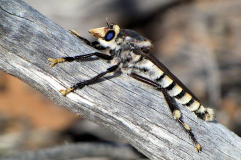 Robber Fly (Phellus piliferus) (Phellus piliferus)